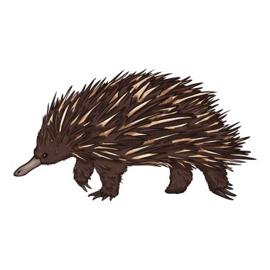 Çizgi film Echidna Tek Vücut İllüzyonu. Yan Görünüm