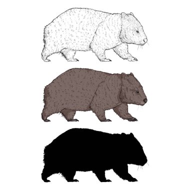 Wombat Farklı Tarz Resimleri. Bir dizi Vektör Resimleri. Çizim, Çizgi film ve Siluet Çeşitlemeleri