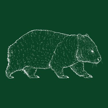 Chalk Sketch Wombat Tüm Vücut Resimleri