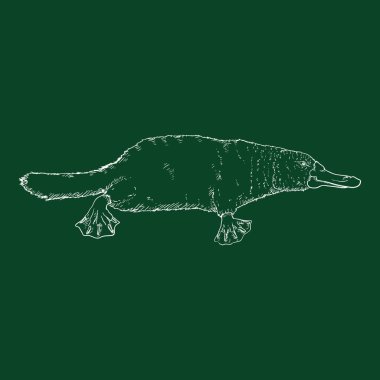 Vector Chalk Sketch of Duckbill. Platypus Outline Illustration clipart