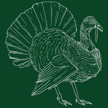 Vector Chalk Sketch Turkey. Farm Bird Illustration. clipart