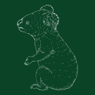 Koala Chalk Sketch vektör çizimi. Yan görünüm koala resmi