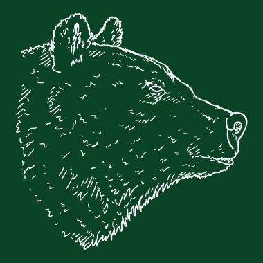 Vektör Tebeşir Çizimi Ayılar Baş El Çizimi Çizimi