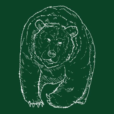 Vektör Tebeşir Çizimi Boz Ayı. Ön Görünüm El Çizimi Çizimi