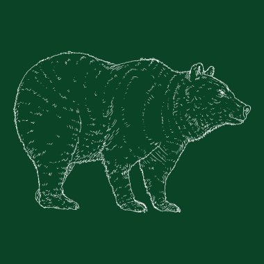 Vektör Tebeşir Çizim Ayısı. Yan Görünüm El Çizimi Çizimi