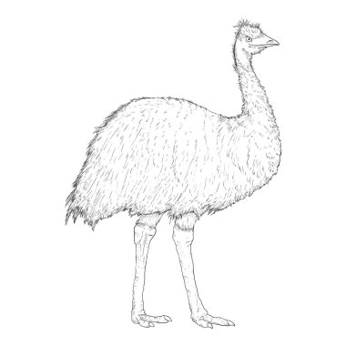 Vektör Emu Çizimi Tam Vücut ResimleriName