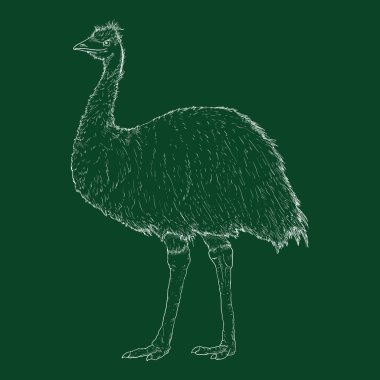 Vector Emu Chalk Sketch Full body Illustration clipart