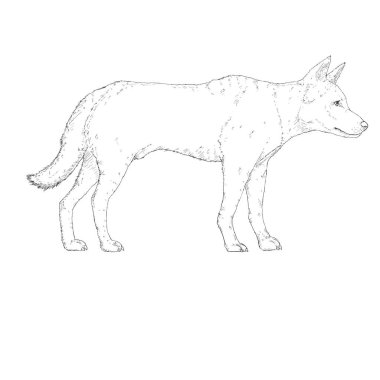 Skeç Dingo Köpeği İzole Edilmiş Vektör İllüstrasyonu