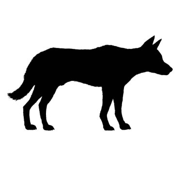 Siyah Siluet Dingo Köpeği İzole Edilmiş Vektör İllüstrasyonu