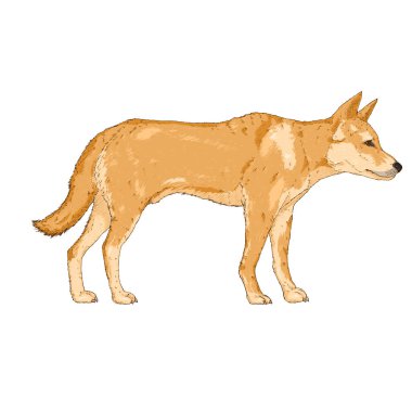 Karikatür Dingo Köpeği Vektör Resmini İzole Etti