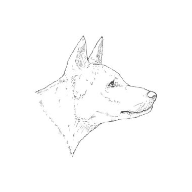 Dingo Dog 'un Skeç Şefi Vektör Resmini İzole Etti