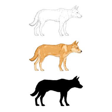 Değişik Grafik Biçimli Dingo Köpek Çizimlerinin Vektör Kümesi. Çizim, Çizgi film ve Siluet