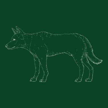 Chalk Sketch Dingo Köpek Vektörü İllüstrasyonu