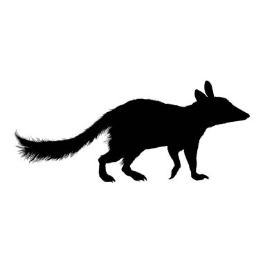 Siyah Siluet Numbat İzole Vektör İllüstrasyonu