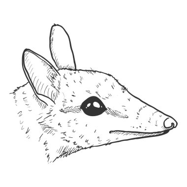 Numbat İzole Edilmiş Vektör İllüstrasyonunun Skeç Başı
