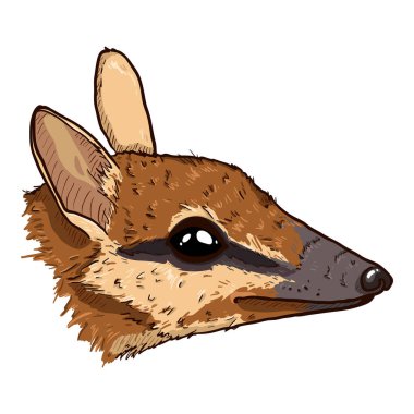 Numbat Karikatür Şefi İzole Vektör İllüstrasyonu