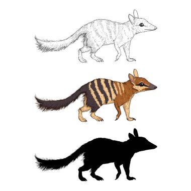 Farklı Grafik Biçimlerinde Numbat Resimlerinin Vektör Kümesi. Çizim, Çizgi film ve Siluet