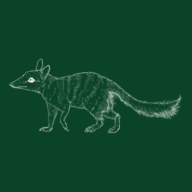 Tebeşir Çizimi Numbat Tam Vücut Vektörü İllüstrasyonu