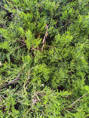 Çam Ağacı dallarının yakın çekimi. Çam Ağacı dokusu