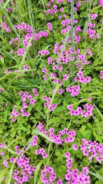 Yeşil çimenlikte pembe çiçekler ve yapraklar. Oxalis articulata, yakın plan fotoğraf.