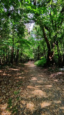 Yeşil ormanın ortasındaki patikada. Gündüz Dikey Fotoğraf