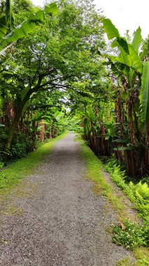 Banana Trees Grove 'dan geçen yol. Gündüz Fotoğrafı