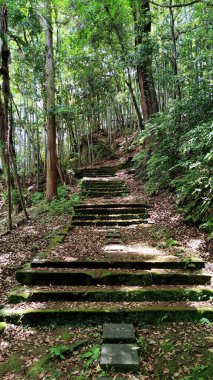 Eski taş merdivenler mistik ormandan geçer.