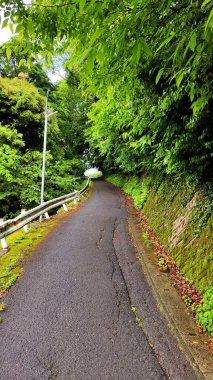 Yol yeşil ağaçların arasından geçiyor. Gündüz Fotoğrafı