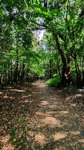 Yeşil ormanın ortasındaki patikada. Gündüz Dikey Fotoğraf