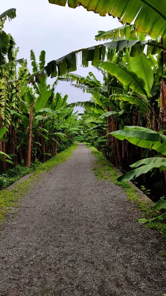 Banana Trees Grove 'dan geçen yol. Gündüz Fotoğrafı