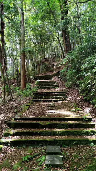 Eski taş merdivenler mistik ormandan geçer.