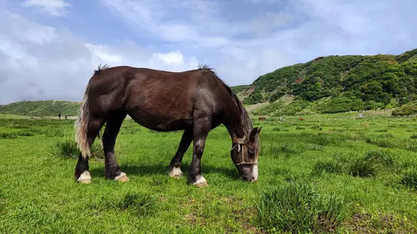 Güzel yeşil tarlada çim yiyen at. Yan Görünüm