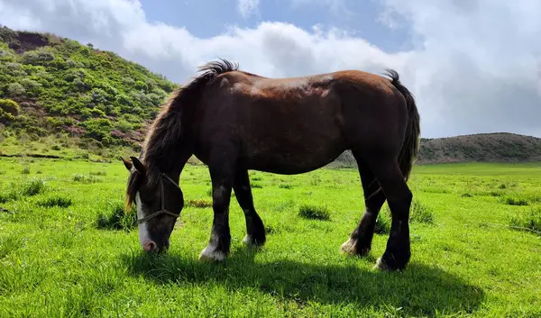 Güzel yeşil tarlada çim yiyen at. Yan Görünüm