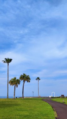 Miyazaki, Japonya - 14 Mayıs 2025. Miyazaki Sahil Parkı 'ndaki Yüksek Palmiye Ağaçları