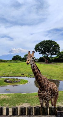 Kagoshima, Japonya - 15 Mayıs 2025. Hirakawa Hayvanat Bahçesinde Zürafa Sakurajima Volkanı Arkaplanda