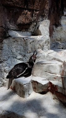 Kagoshima, Japonya - 15 Mayıs 2025. Penguen Hirakawa Hayvanat Bahçesinde gagası açık yatıyor