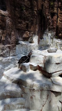 Kagoshima, Japonya - 15 Mayıs 2025. Penguen Hirakawa Hayvanat Bahçesinde gagası açık yatıyor