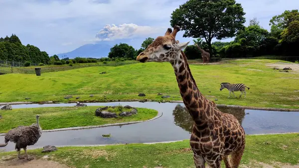 Kagoshima, Japonya - 15 Mayıs 2025. Hirakawa Hayvanat Bahçesinde Zürafa, Zebra ve Devekuşu. Arka planda Sakurajima Volkanı var.