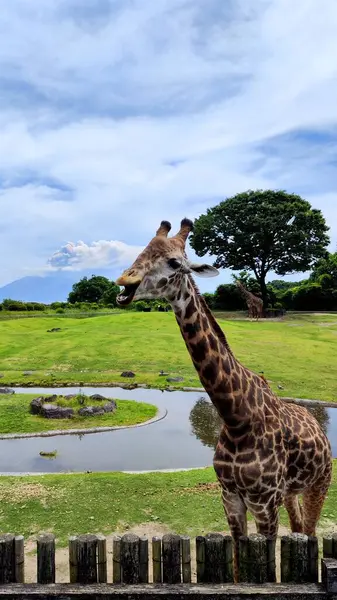 Kagoshima, Japonya - 15 Mayıs 2025. Hirakawa Hayvanat Bahçesinde Zürafa Sakurajima Volkanı Arkaplanda