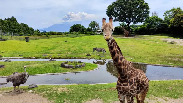 Kagoshima, Japonya - 15 Mayıs 2025. Hirakawa Hayvanat Bahçesinde Zürafa, Zebra ve Devekuşu. Arka planda Sakurajima Volkanı var.