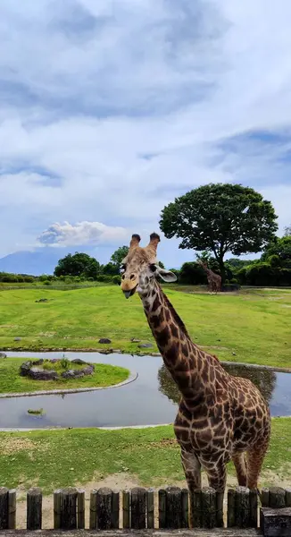 Kagoshima, Japonya - 15 Mayıs 2025. Hirakawa Hayvanat Bahçesinde Zürafa Sakurajima Volkanı Arkaplanda
