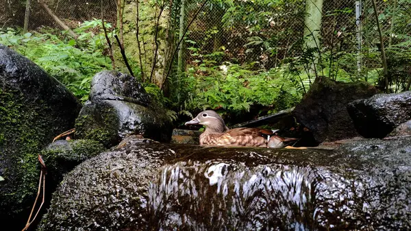 Kagoshima, Japonya - 15 Mayıs 2025. Hirakawa Hayvanat Bahçesinde Mandarin Ördeği Yüzüyor