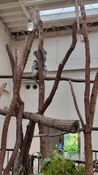 Kagoshima, Japonya - 15 Mayıs 2025. Koala komik bir şekilde ağaçta uyuyor.