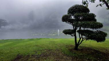 Beppu, Japonya - 24 Mayıs 2025. Lotus Gölü 'nün önündeki Sis içindeki Güzel Ağaç