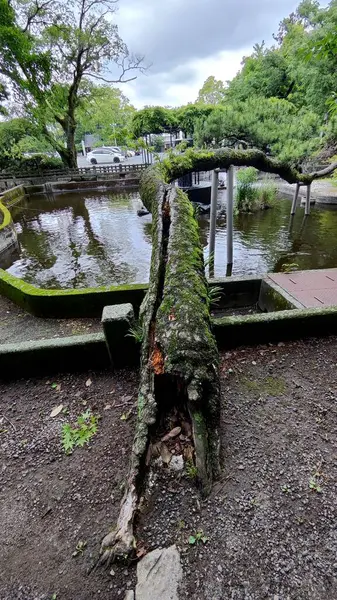 Nakatsu, Japonya - 25 Mayıs 2025. Sansai-Ike göletinin üzerinde yosun kaplı tuhaf bir ağaç.