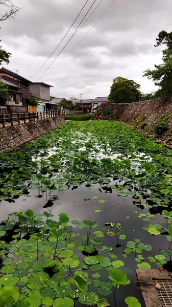 Nakatsu, Japonya - 25 Mayıs 2025. Su zambakları ve Nakatsu Kalesi 'nin duvarı olan hendek.