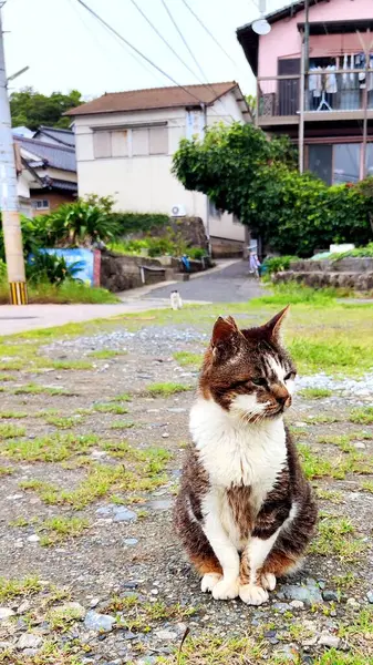 Kitakyushu, Japonya - 26 Mayıs 2025. Ainoshima Adası 'nda sokak kedisi. Fotoğrafı Kapat