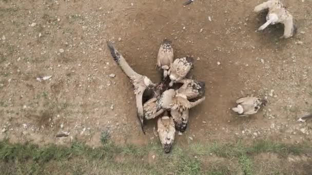 Aerial View Many Predatory Vultures Eating Killed Wild Boar Lying — Stock Video