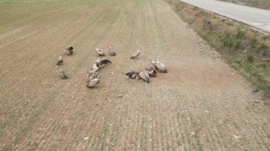 Yırtıcı akbabaların yediği hava manzarası kırsalda kanlar içinde yatan yaban domuzunu öldürdü.