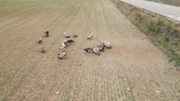 노천에서 흘리며 땅바닥에 멧돼지를 잡아먹는 독수리를 공중에서 — 비디오